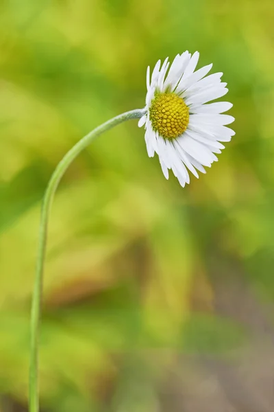 2 메이플 리프 — 스톡 사진