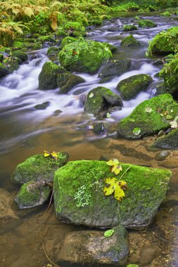 Sonbahar brook ve taş