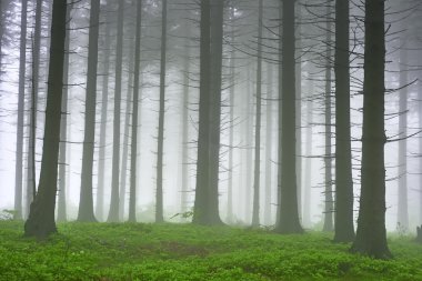 Ladin ormanı ve sis