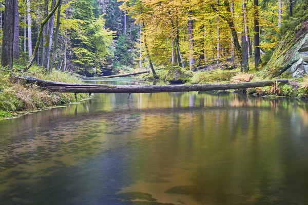 Río de otoño con árboles — Foto de Stock