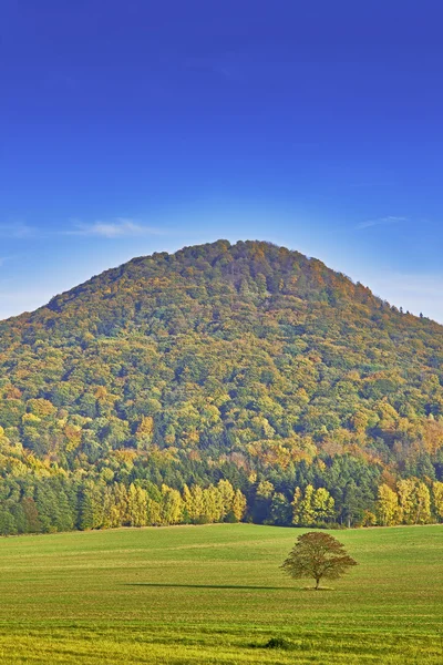 Autumn landscape with trees — Stock Photo, Image