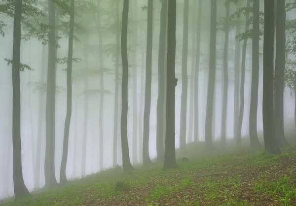 Nebbia foresta di faggio — Foto Stock