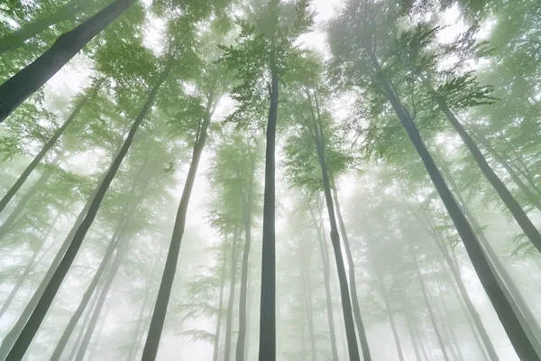 Tree crown beech — Stock Photo, Image