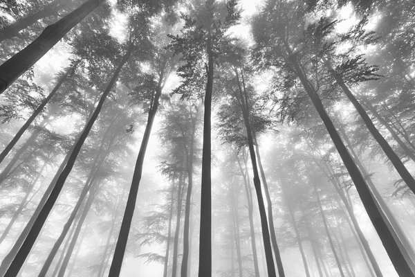 Korona drzewa bukowe — Zdjęcie stockowe
