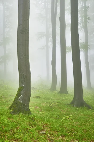 Brume de forêt de hêtres — Photo