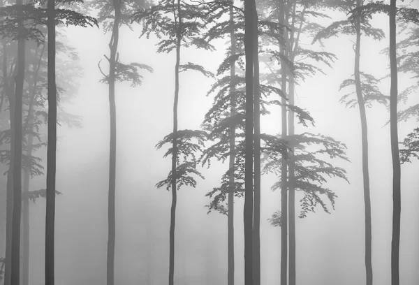 Buchenwald-Nebel — Stockfoto