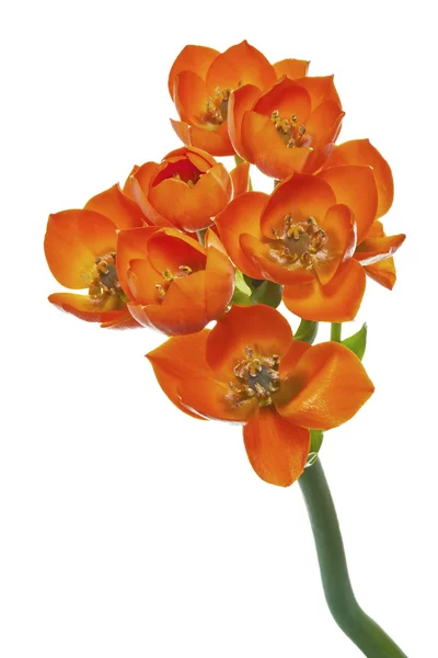 Ornithogalum Dubium 꽃 — 스톡 사진