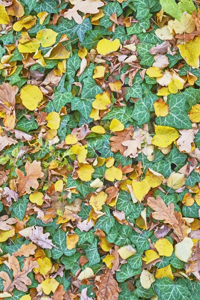 Autumn leaves on the ground — Stock Photo, Image