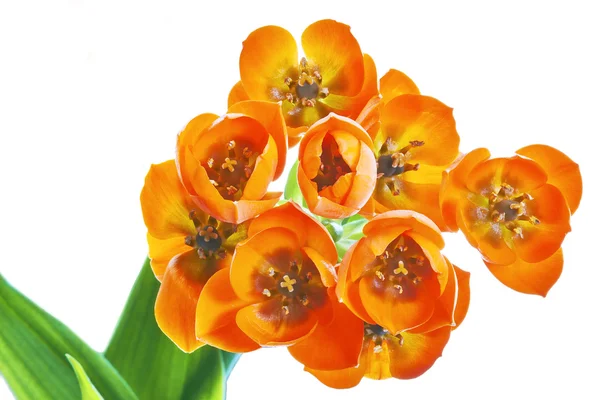 Ornithogalum Dubium bloem — Stockfoto