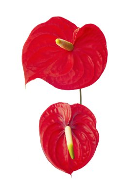 İki Anturie çiçek 