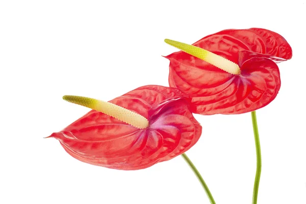 İki Anturie çiçek 