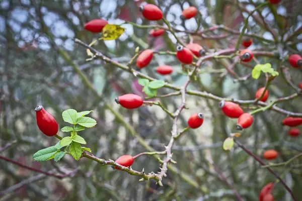 Muchos Rose-hip — Foto de Stock