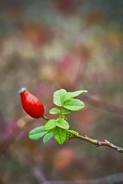 Una rosa mosqueta — Foto de Stock