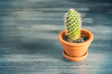 Ahşap masasında kaktüs