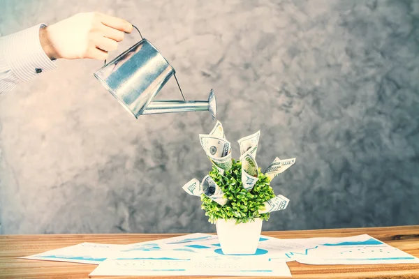 Dollar plant with hand — Stock Photo, Image