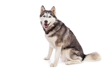 Studio Siberien husky köpek
