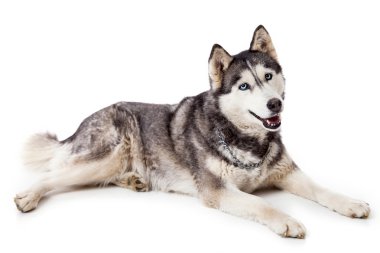 Studio Siberien husky köpek