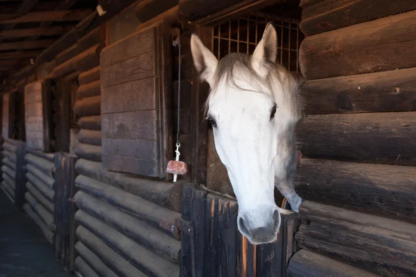 Retrato de caballo en la granja — Foto de Stock