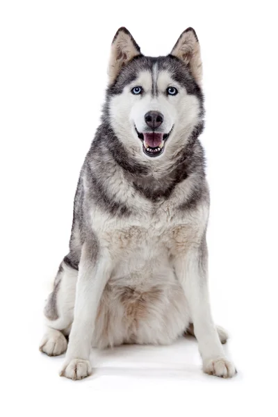 Siberische husky in studio — Stockfoto