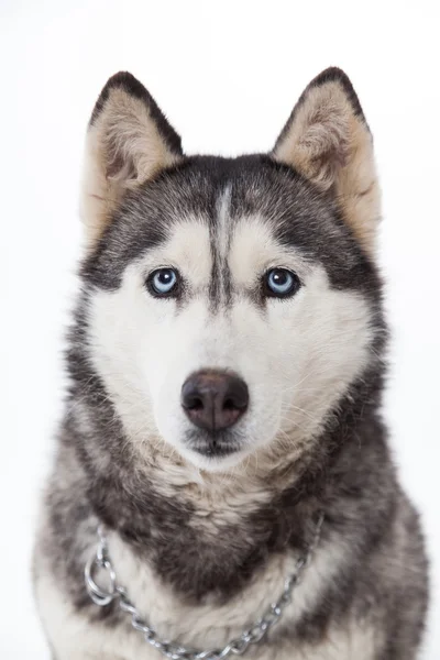 Siberian husky w studio — Zdjęcie stockowe