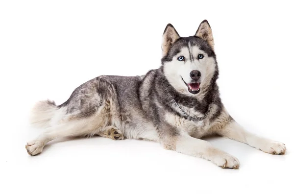 Siberien husky dog in studio — Stock Photo, Image