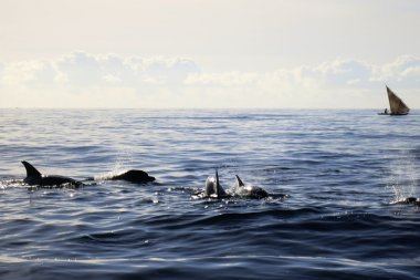 Yunuslarla birlikte yelken