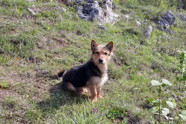 Small dog on the mountain — Stock Photo, Image