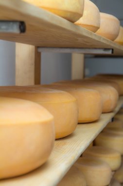 Ev yapımı peynir üreten Alpine hut.