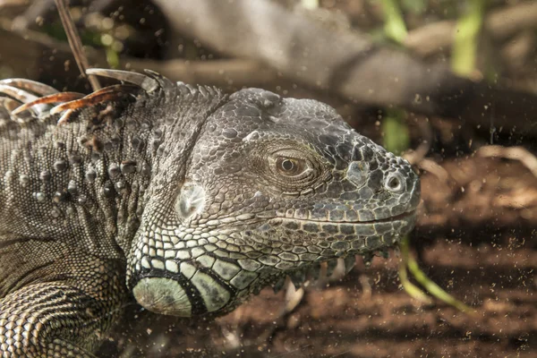 Grande iguana adulta — Foto Stock