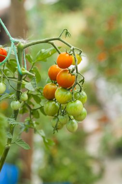 Bir sera içinde asma üzerinde domates.