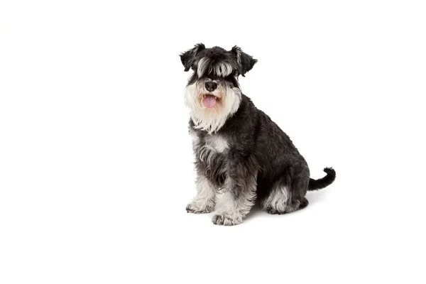 Schnauzer hond — Stockfoto