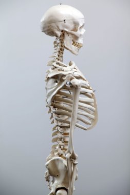 İnsan iskeleti