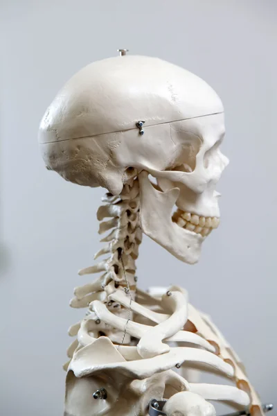 Szkielet człowieka — Zdjęcie stockowe