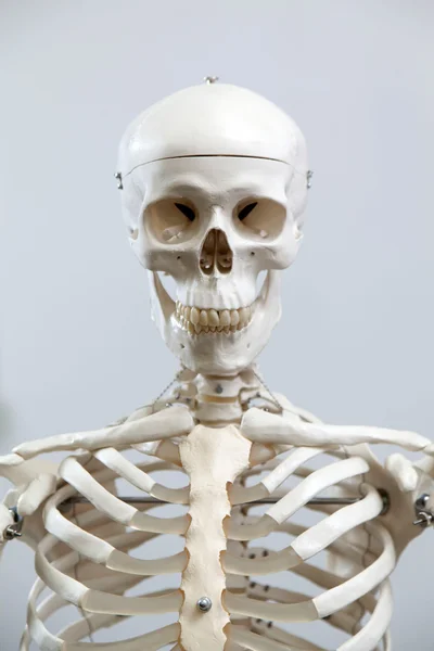 Det mänskliga skelettet — Stockfoto