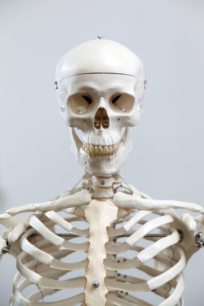 The Human skeleton