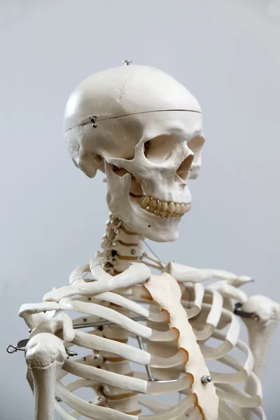 Det mänskliga skelettet — Stockfoto