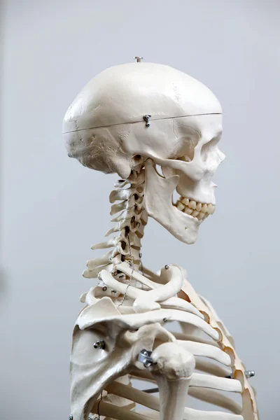 Lo scheletro umano — Foto Stock