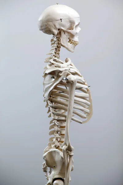 Det mänskliga skelettet — Stockfoto