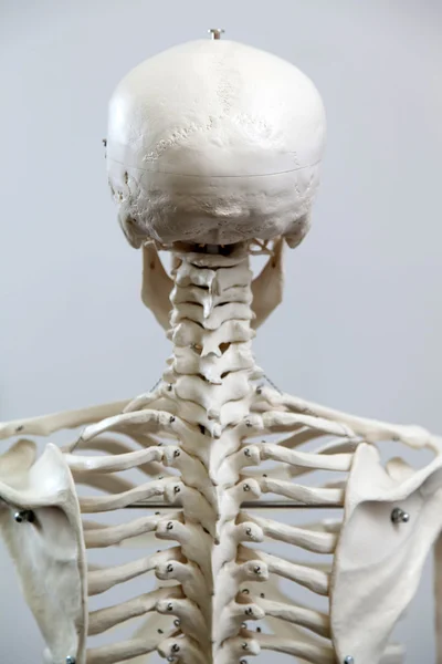 Det mänskliga skelettet — Stockfoto