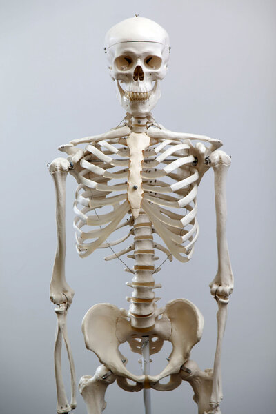 The Human skeleton