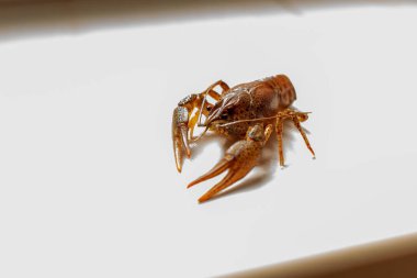 Nehir karidesi, canlı kanser, arka planda, yakın çekim. Seçici odaklanma. Yüksek tuş