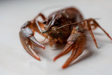 Yakın plan görüntü, nehir kerevitleri, karides, açık arkaplan. Seçici odaklanma. Yüksek tuş