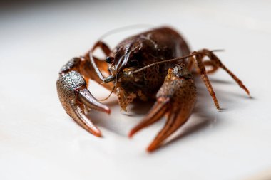 Yakın plan görüntü, nehir kerevitleri, karides, açık arkaplan. Seçici odaklanma. Yüksek tuş