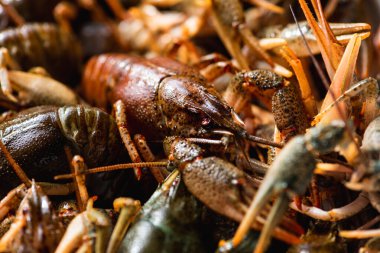 Pişirmeden önce bir kasede taze çiğ kerevit, yakın. Sağlıklı deniz ürünleri. Seçici odak