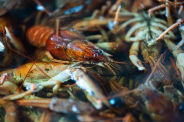 Pişirmeden önce bir kasede taze çiğ kerevit, yakın. Sağlıklı deniz ürünleri. Seçici odak