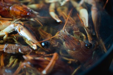 Pişirmeden önce bir kasede taze çiğ kerevit, yakın. Sağlıklı deniz ürünleri. Seçici odak