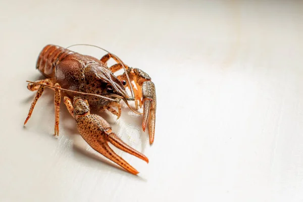 Close View River Crayfish Shrimp Light Background Selective Focus High — Stock Photo, Image