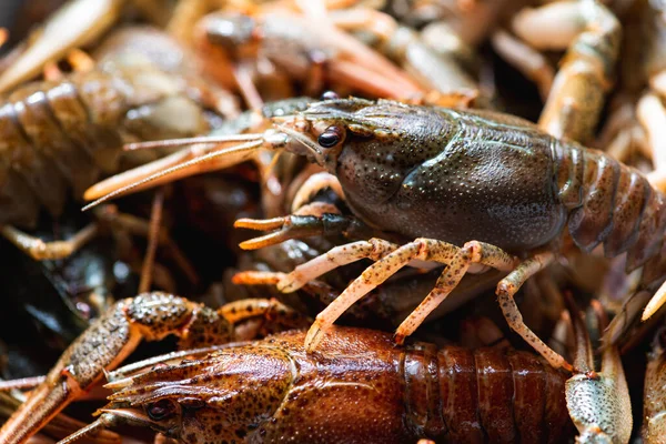 Pişirmeden önce bir kasede taze çiğ kerevit, yakın. Sağlıklı deniz ürünleri. Seçici odak