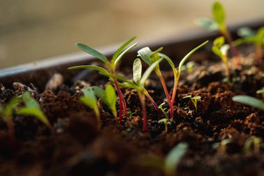 Sabahın köründe genç bir bitkinin tenceresini kapatıyoruz. Seçici odaklanma. Genç bitkiler kavramı