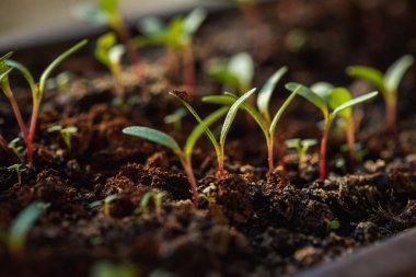 Sabahın köründe genç bir bitkinin tenceresini kapatıyoruz. Seçici odaklanma. Genç bitkiler kavramı